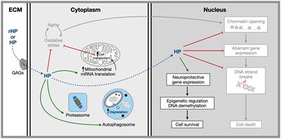 Therapeutic value of homeoprotein signaling pathways